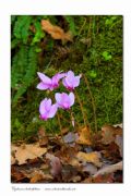 Cyclamen hederifolium